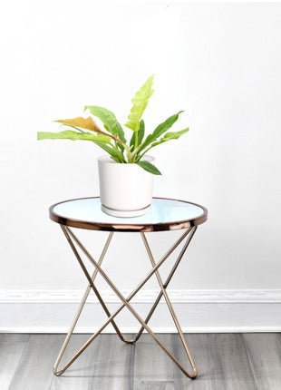 Philodendron &#8216;Ring of Fire&#8217; – 30cm