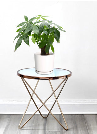 Pachira Aquatica (Money Tree) – 30cm