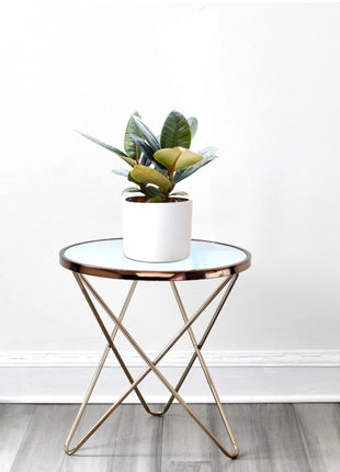 Ficus Elastica “Abidjan” (Rubber Plant – Holland 3pp) – 30cm