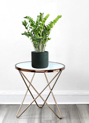 Zamioculcas Zamiifolia, Zanzibar Gem or ZZ Plant