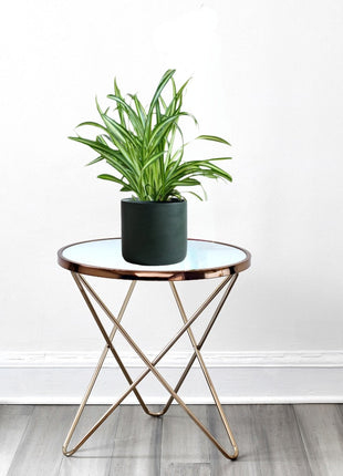 Chlorophytum Comosum &#8216;Variegatum&#8217; (Spider plant or Airplane plant)