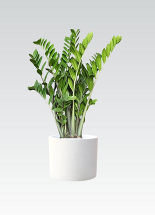 Zamioculcas Zamiifolia, Zanzibar Gem or ZZ Plant