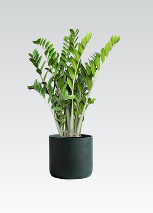 Zamioculcas Zamiifolia, Zanzibar Gem or ZZ Plant