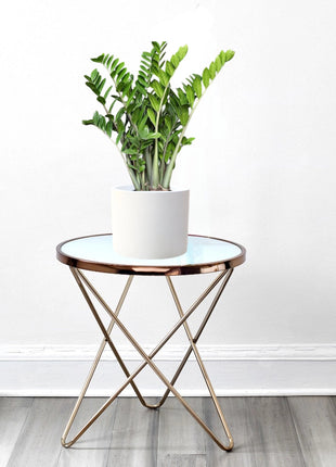 Zamioculcas Zamiifolia, Zanzibar Gem or ZZ Plant