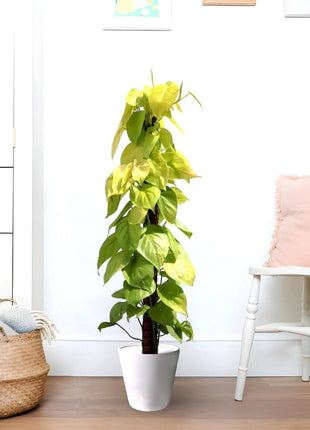 Scindapsus Golden &#8220;Golden Money Plant&#8221; 80-90cm