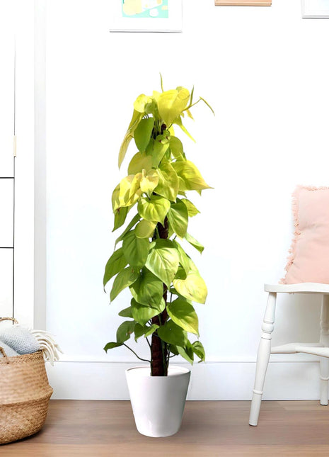 Scindapsus Golden &#8220;Golden Money Plant&#8221; 80-90cm