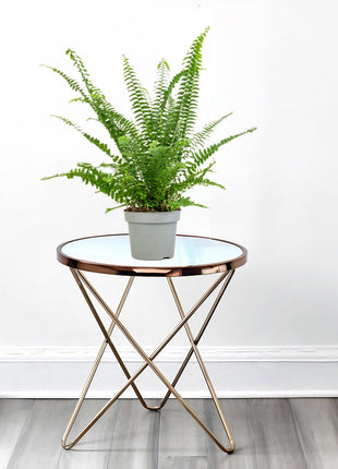 Nephrolepis exaltata &#8220;Green Lady&#8221;, Boston Fern or Sword Fern