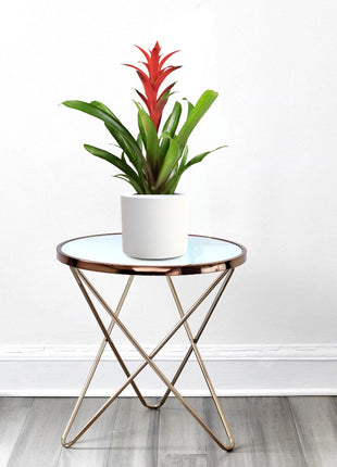 Guzmania Red and Yellow Plants or Scarlet Star