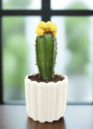 Gymnocalycium mix 15-20cm