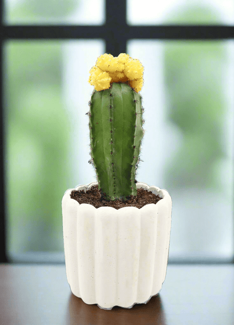 Gymnocalycium mix 15-20cm