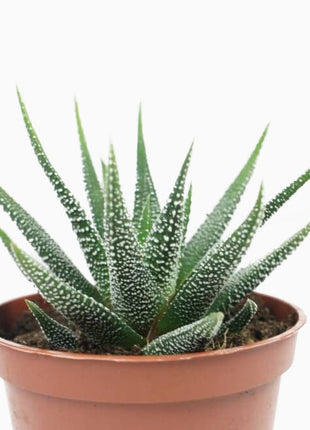 Haworthia Fasciata or Zebra Cactus 10 &#8211; 15cm