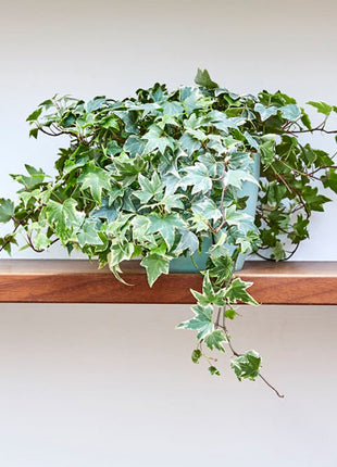 Hedera variegata or Variegated English Ivy الإنجليزية اللبلاب