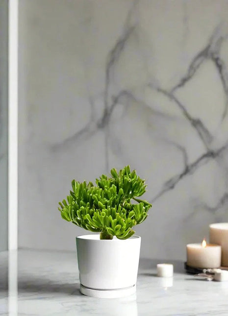 Crassula Ovata ‘Hobbit&#8217;