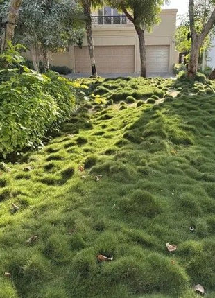 Zoysia Japonica or Korean Lawn Grass
