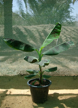 Banana Tree"Musa Paradisiaca " 0.5-0.8m شجرة الموز
