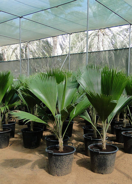 Pritchardia Pacifica Or Fiji Fan Palm 80-100cm