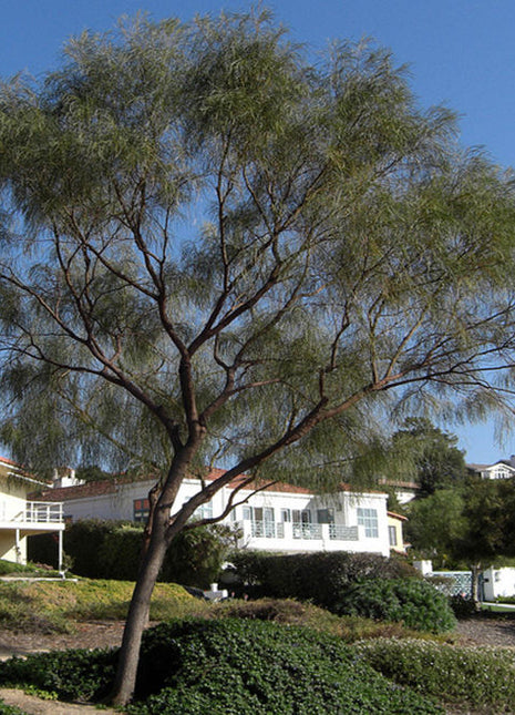 Acacia stenophylla, The Shoestring Acacia 1.4 -1.8m