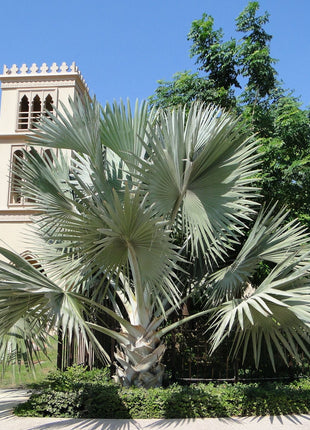 Bismarckia Nobilis &#8220;Bismark Palm&#8221; بسمارك النخيل