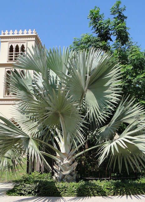 Bismarckia Nobilis &#8220;Bismark Palm&#8221; بسمارك النخيل