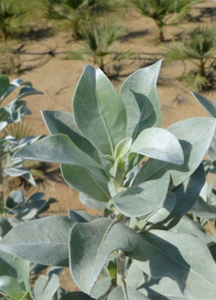 3 Conocarpus erectus Silver buttonwood 1.0-1.2m in GRP white 70x30x30cm Pot