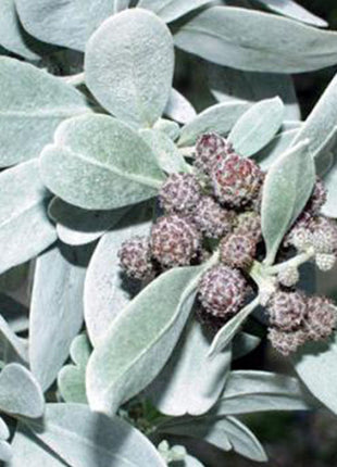 3 Conocarpus erectus Silver buttonwood 1.0-1.2m in GRP white 70x30x30cm Pot