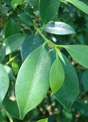 Ficus Nitida or Indian laurel fig and Chinese banyon