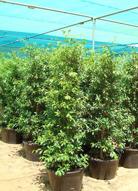 Ficus Nitida or Indian laurel fig and Chinese banyon