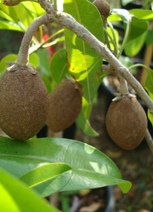 Manilkara Zapota Or Chicko Thai شجرة الشيكو