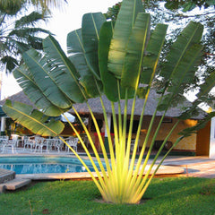 Ravenala Madagascariensis &#8220;Traveller&#8217;s Palm&#8221;