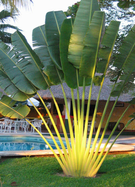 Ravenala Madagascariensis &#8220;Traveller&#8217;s Palm&#8221;