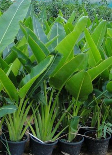 Ravenala Madagascariensis &#8220;Traveller&#8217;s Palm&#8221;