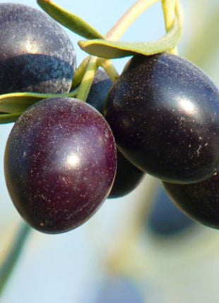 Olive Spiral Shape | Spiral Olea Europea 1.0m-1.2m شجرة زيتون