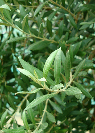 Olive Single Head Bonsai 0.8-1.0m | شجرة زيتون