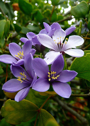 Guaiacum Officinale, Roughbark Lignum-Vitae or Guaiac Wood 1.7-2.0m