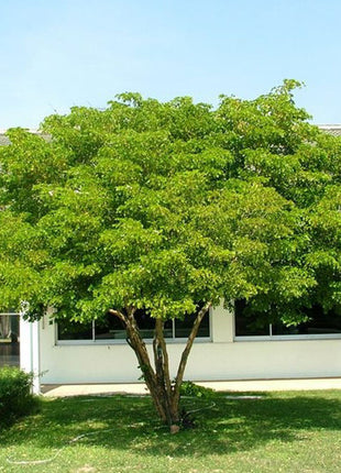 Guaiacum Officinale, Roughbark Lignum-Vitae or Guaiac Wood 1.7-2.0m
