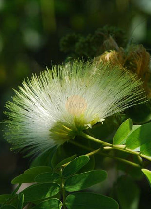 Albizia Lebbeck &#8220;Lebbek tree or Frywood&#8221;
