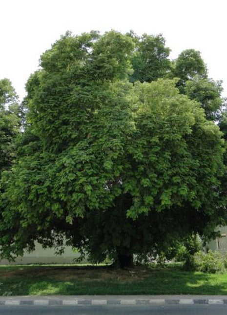 Albizia Lebbeck &#8220;Lebbek tree or Frywood&#8221;