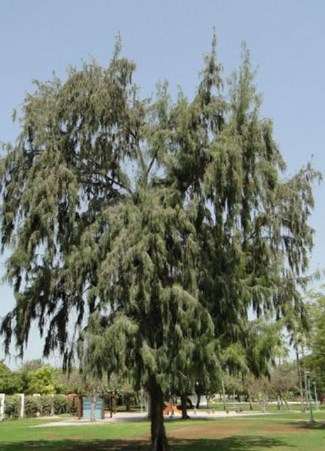 Casuarina Equisetifolia &#8220;Australian pine tree&#8221; 1.6-2.0m