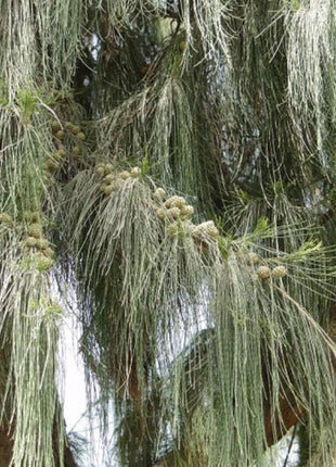Casuarina Equisetifolia &#8220;Australian pine tree&#8221; 1.6-2.0m