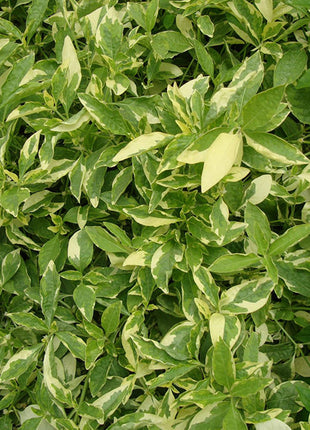 Alternanthera Ficoidea &#8216;Gold&#8217;