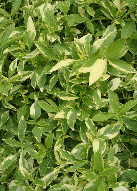 Alternanthera Ficoidea &#8216;Gold&#8217;