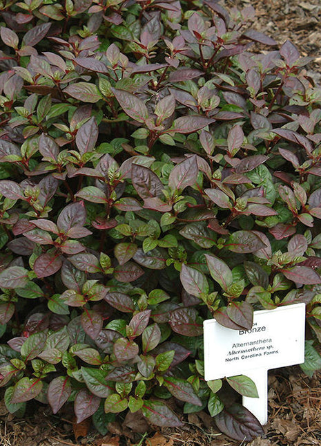 Alternanthera Red  &#8220;Red Sessile Joyweed&#8221;