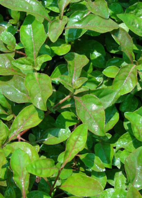 Alternanthera Red  &#8220;Red Sessile Joyweed&#8221;