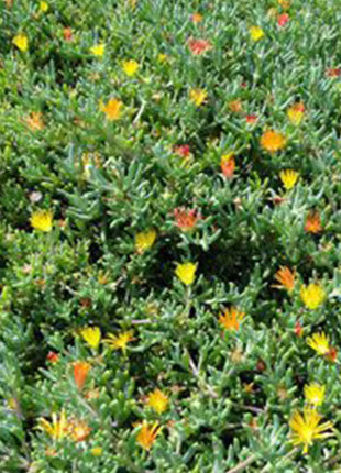 Lampranthus Spectabilis