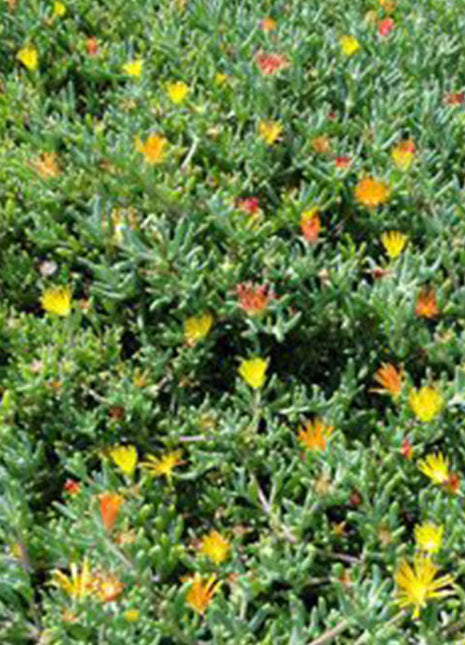 Lampranthus Spectabilis
