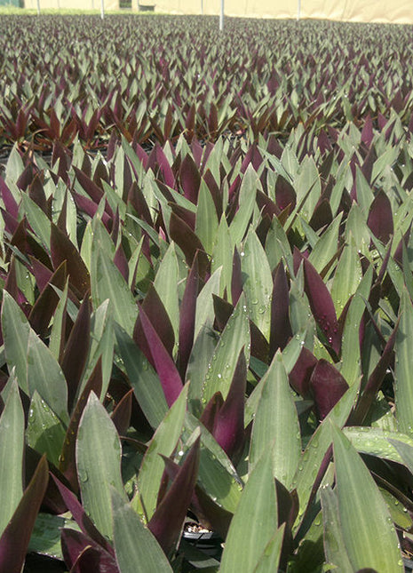 Rhoeo Discolor or Moses-in-the-Cradle