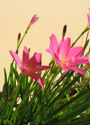 Zephyranthes Grandiflora | Pink Rain Lily | Zephyr lily 6Ltr pot