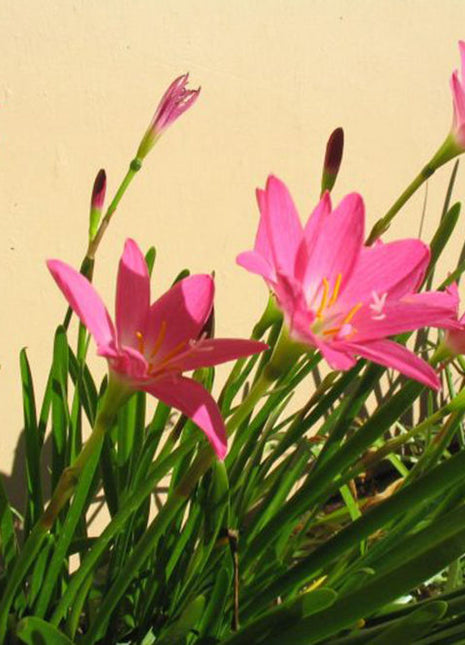 Zephyranthes Grandiflora | Pink Rain Lily | Zephyr lily 6Ltr pot