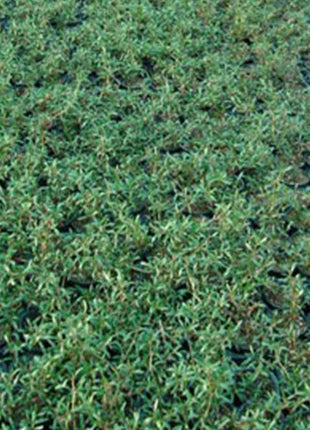 Sesuvium Portulacastrum