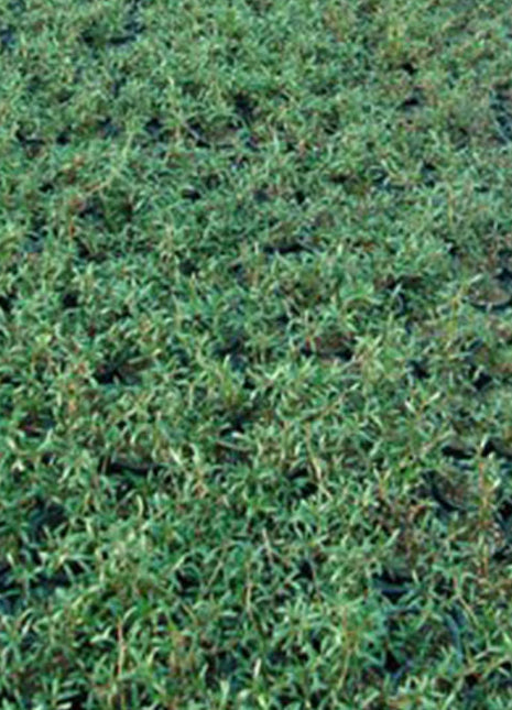 Sesuvium Portulacastrum